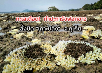 ทะเลเดือด-สั่งปิด-“เกาะปลิง”-จ.ภูเก็ต-ชั่วคราว-ตรวจพบ-ปะการังฟอกขาว